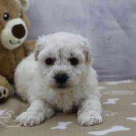 Bichon