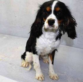 Cavalier King Charles Spaniel