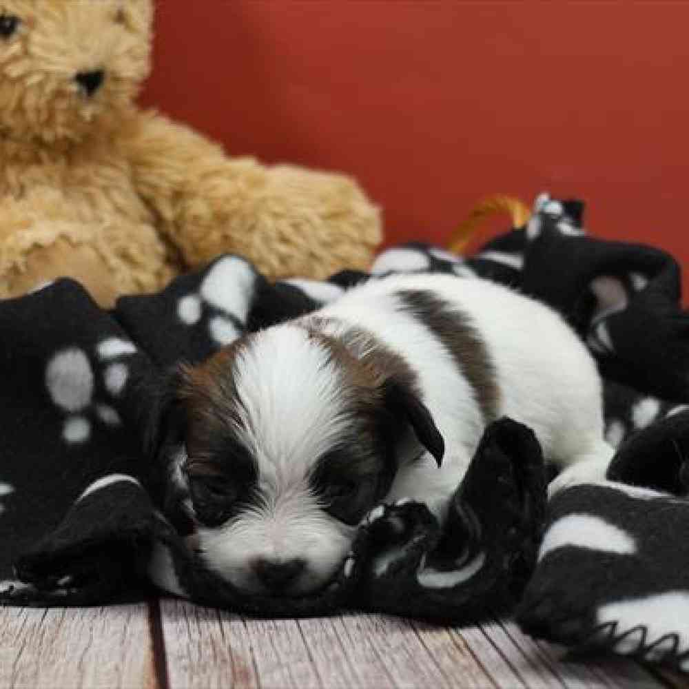 carousel pet images