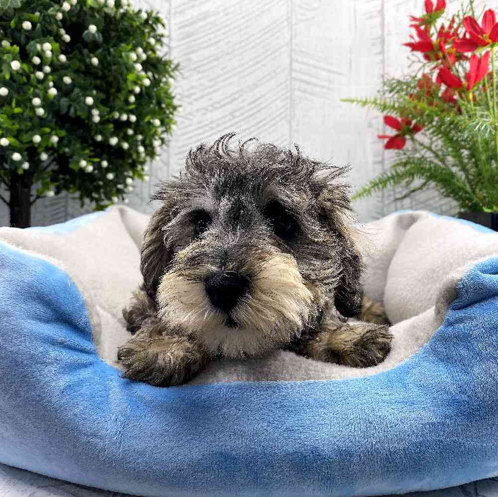 carousel pet images