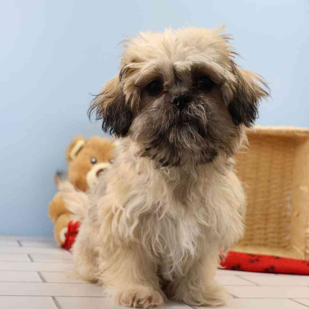 carousel pet images
