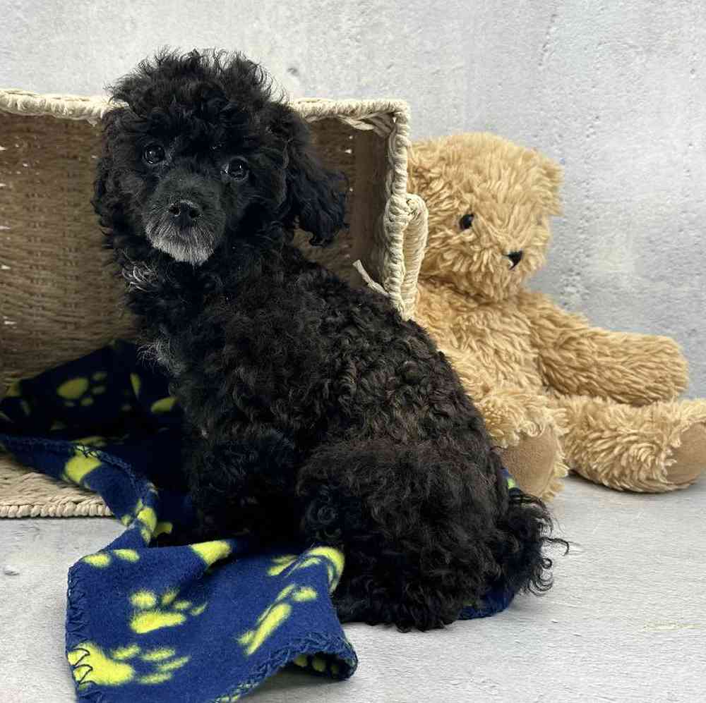 Male Mini Poodle Puppy for Sale in Millersburg, IN