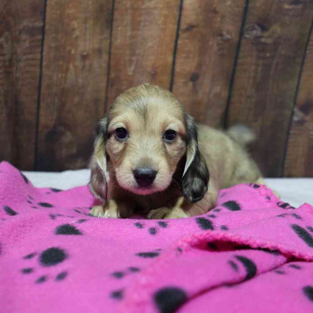 Female Dachshund Puppy for Sale in Millersburg, IN