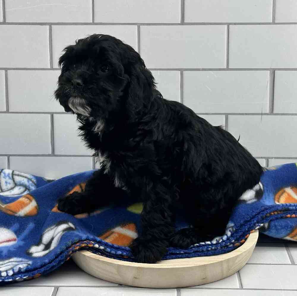 carousel pet images