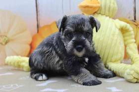 Mini Schnauzer