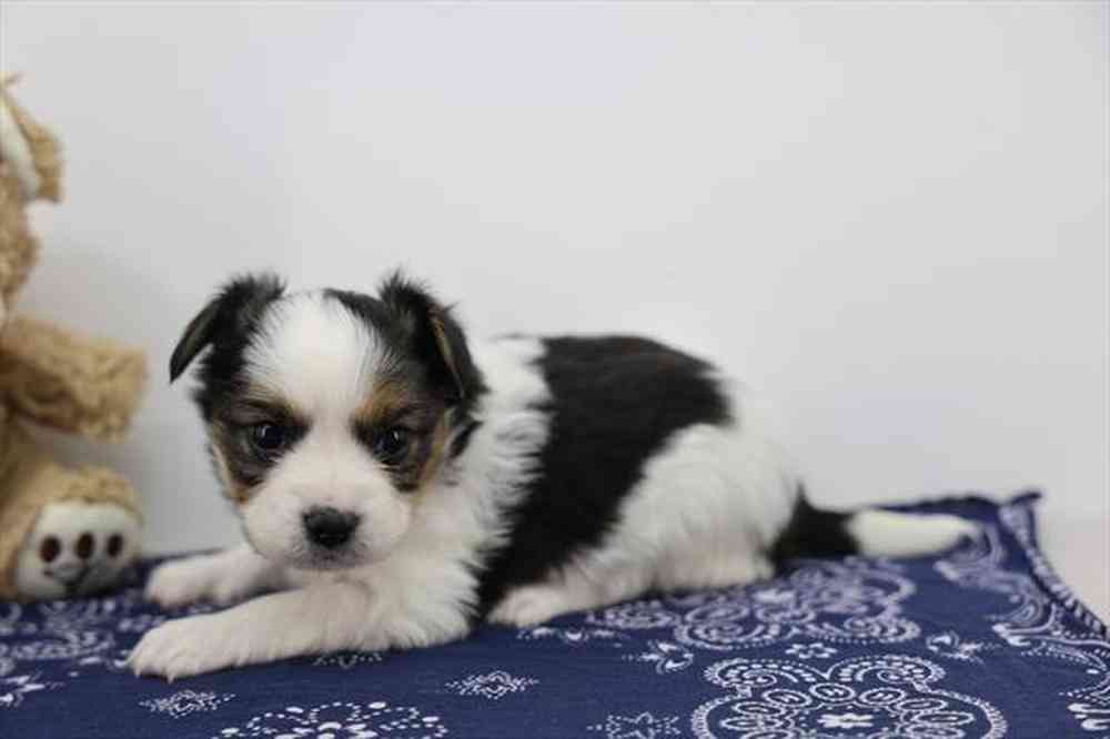 carousel pet images