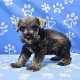 Mini Schnauzer