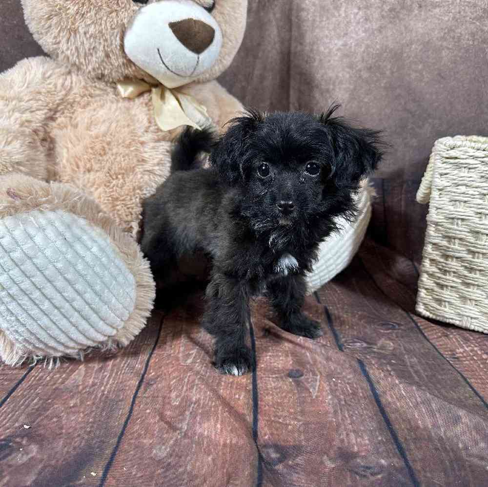 Male Papillon-Toy Poodle Puppy for Sale in Millersburg, IN