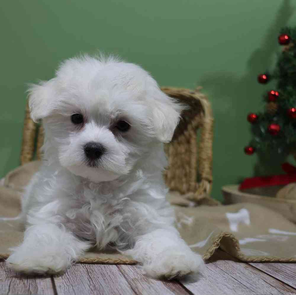carousel pet images
