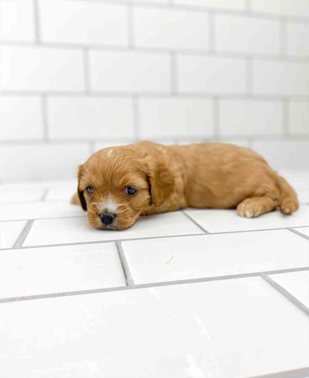 carousel pet images