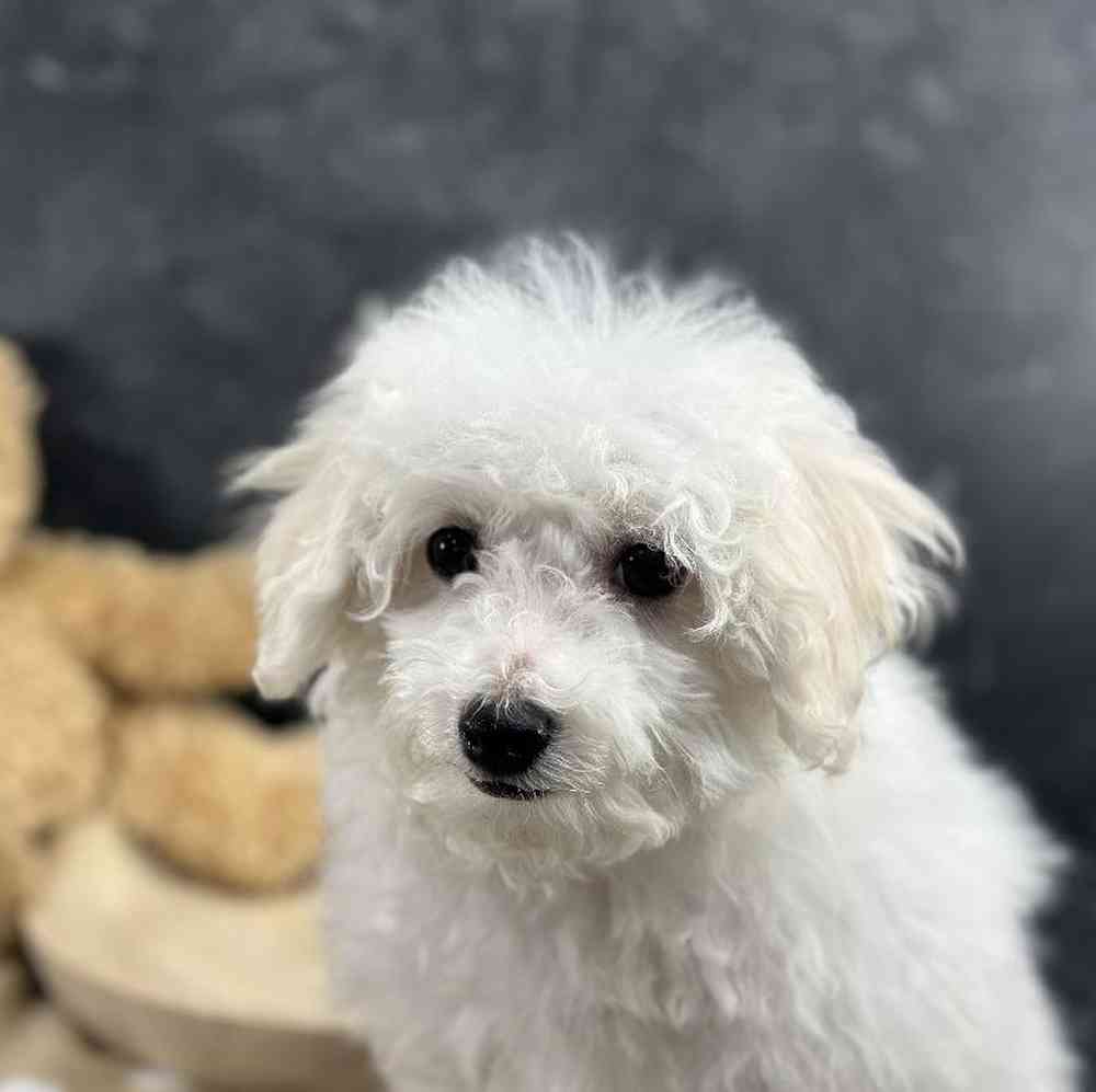 carousel pet images