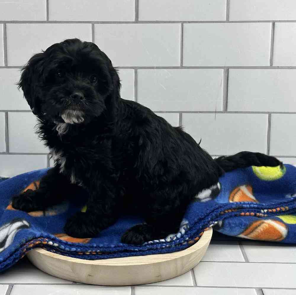 carousel pet images