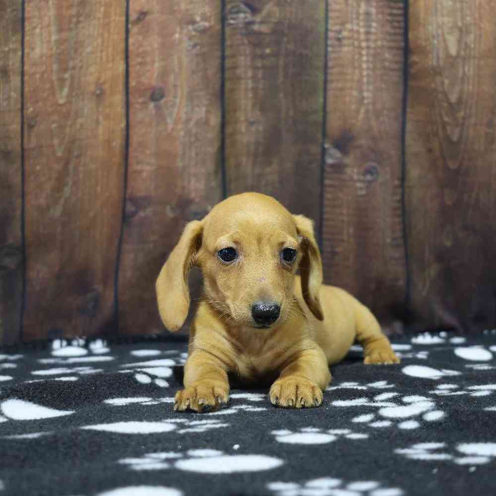 Female Dachshund Puppy for Sale in Millersburg, IN