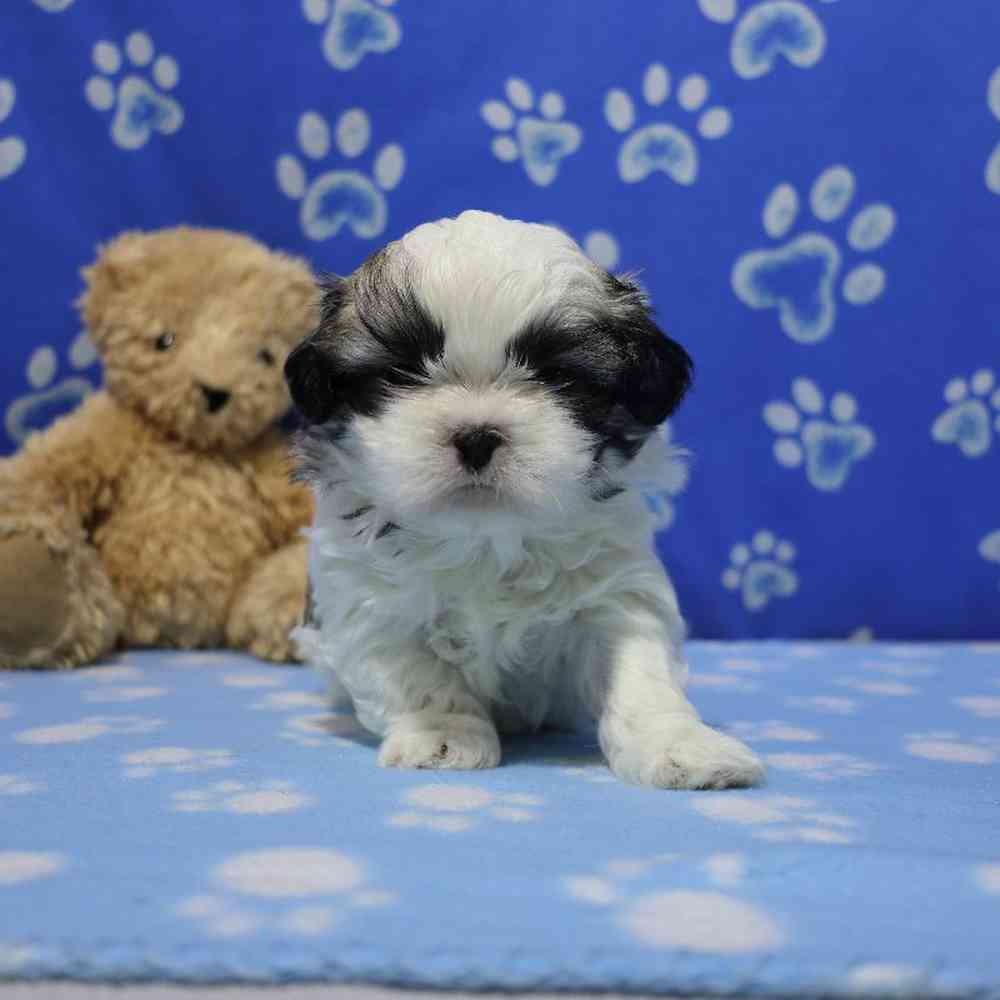 carousel pet images