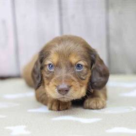 Dachshund