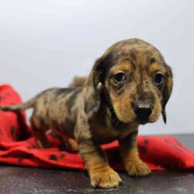 Dachshund