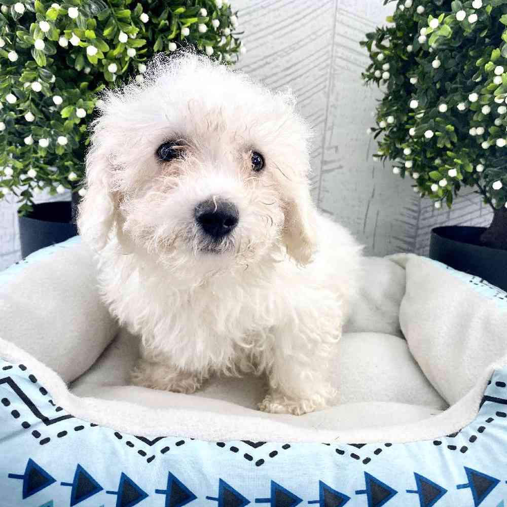 Male Bichon-Poodle Puppy for sale