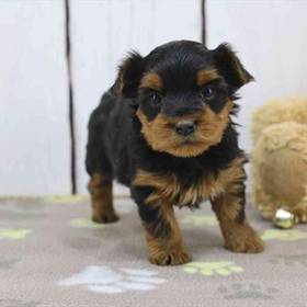 Yorkie
