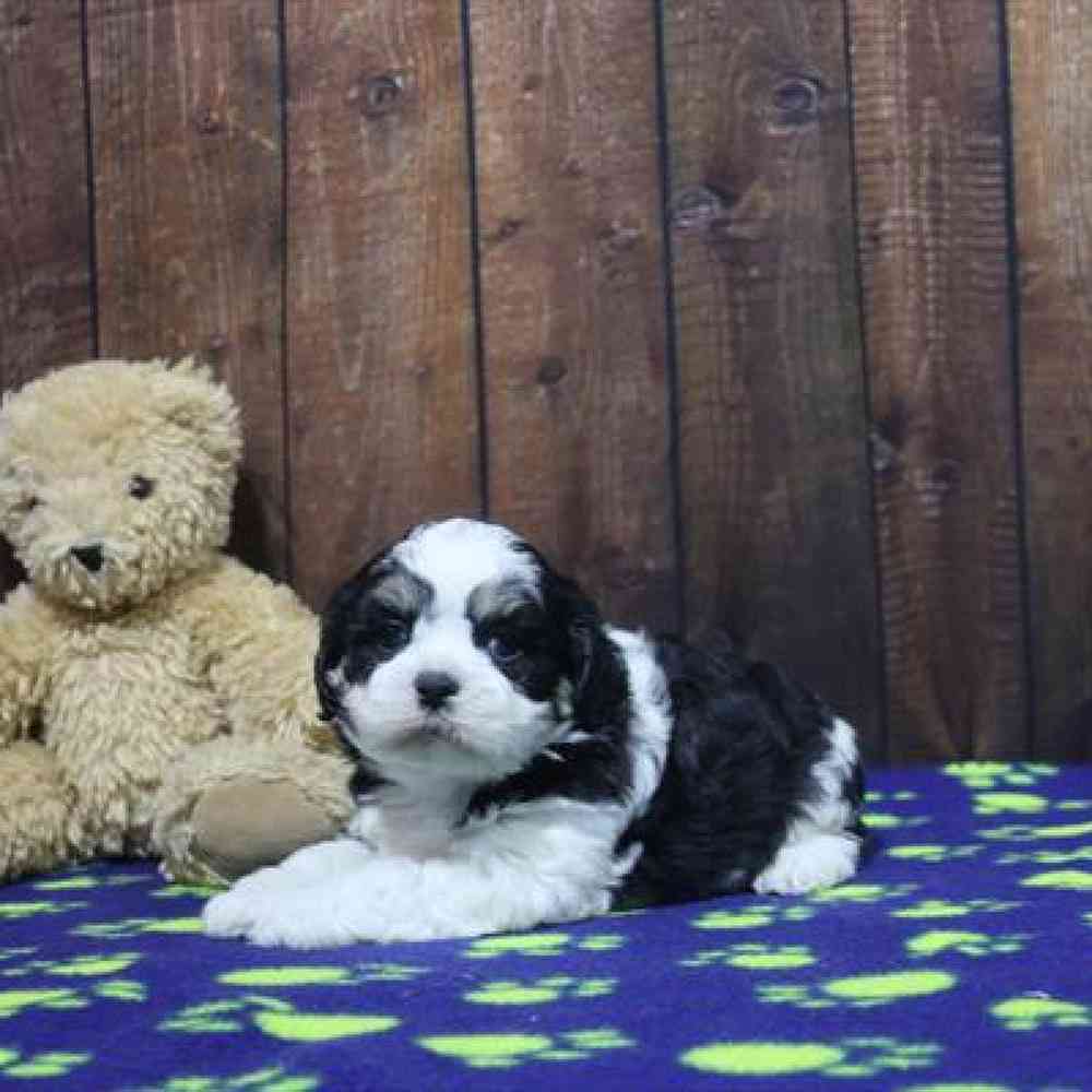 carousel pet images