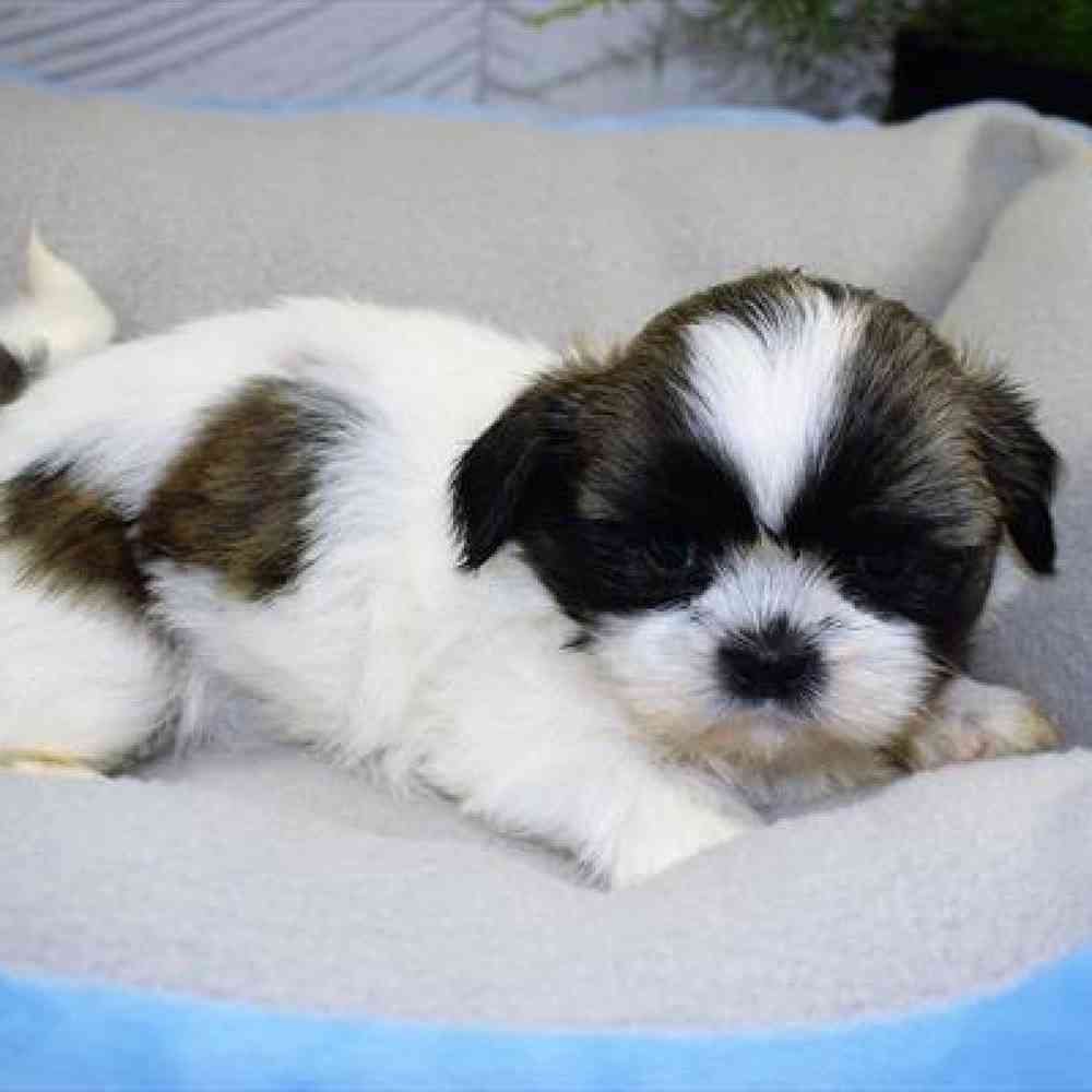carousel pet images