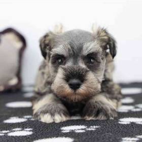 Mini Schnauzer