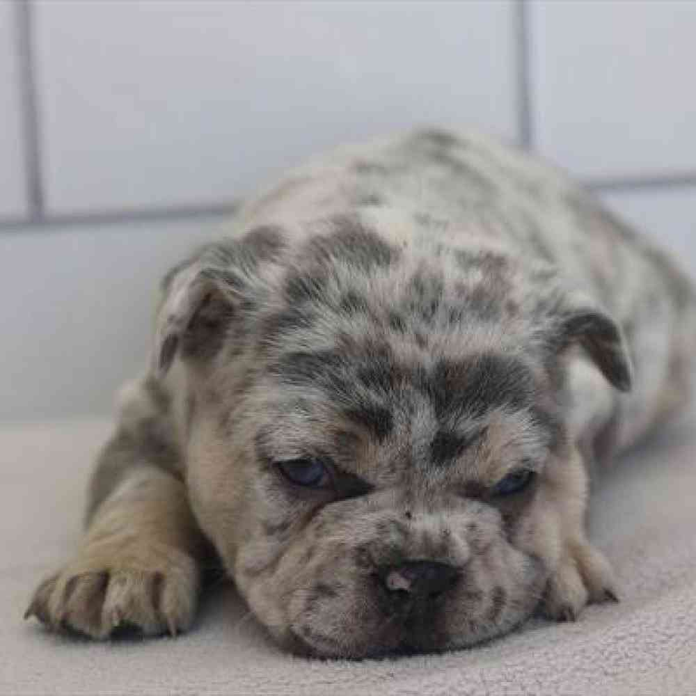 pet-img