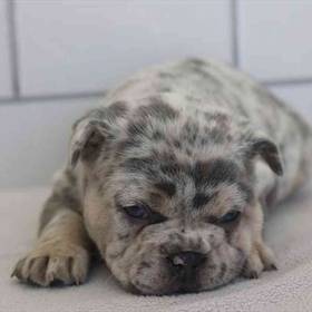 French Bulldog
