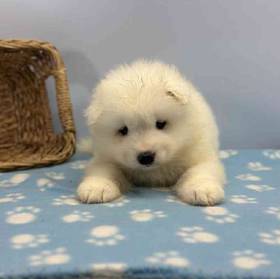 Samoyed