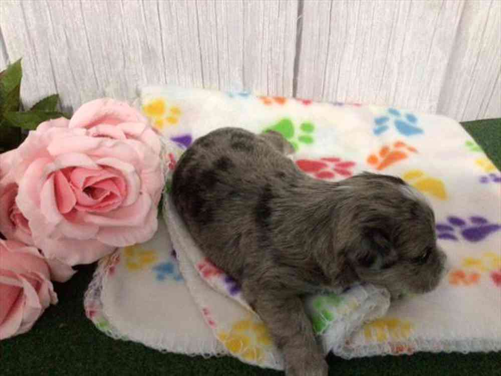 carousel pet images