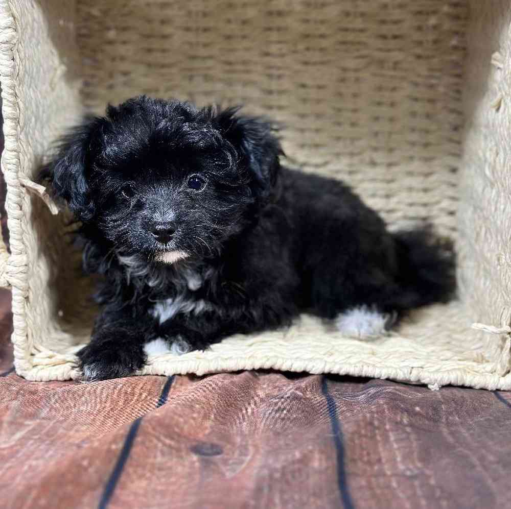 Male Papillon-Toy Poodle Puppy for Sale in Millersburg, IN