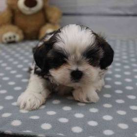 Shih Tzu