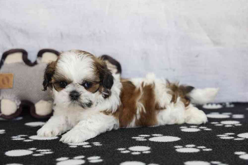 carousel pet images