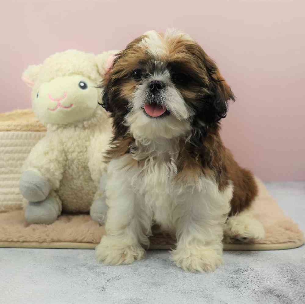 carousel pet images