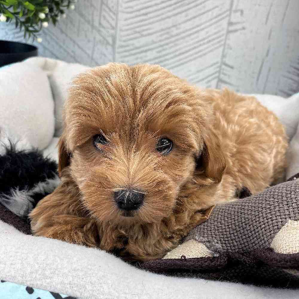 carousel pet images