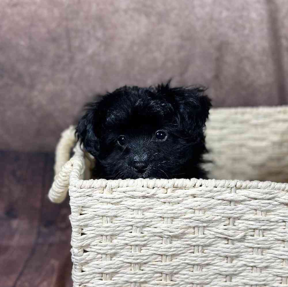 Male Papillon-Toy Poodle Puppy for Sale in Millersburg, IN