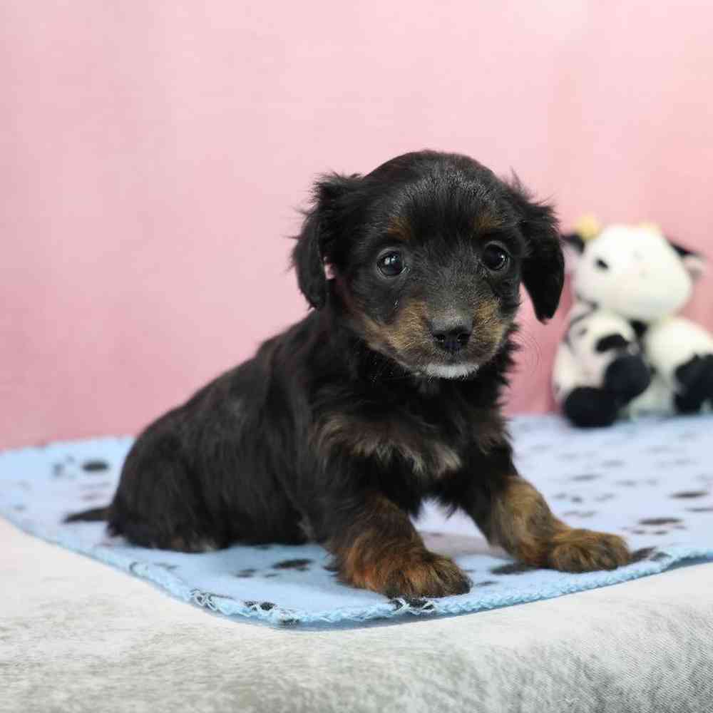 Female Doxiepoo Puppy for Sale in Millersburg, IN