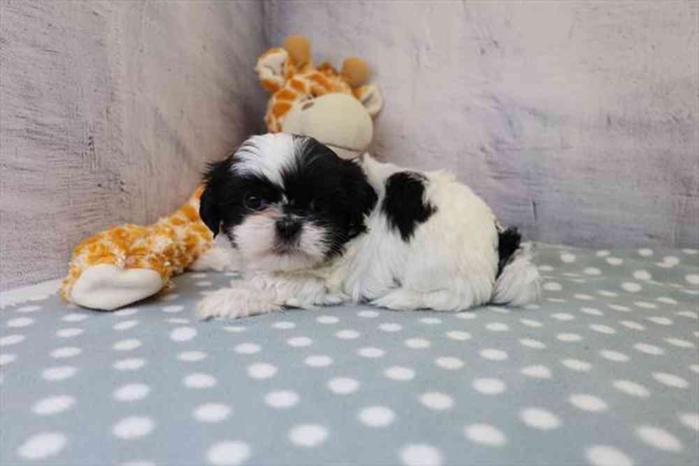 carousel pet images