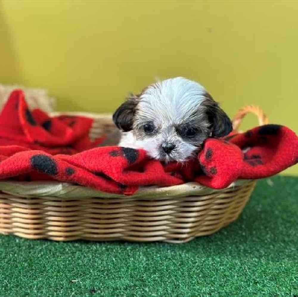 carousel pet images