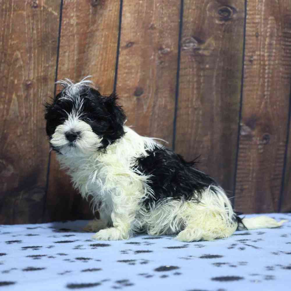 Female Havanese Puppy for Sale in Millersburg, IN