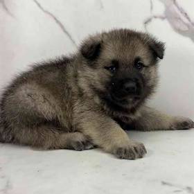 Norwegian Elkhound