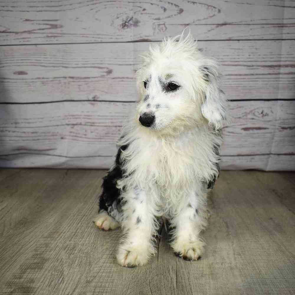 carousel pet images