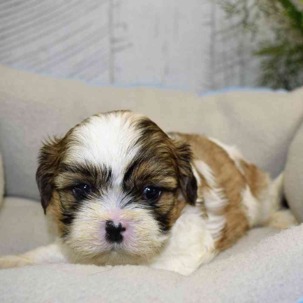 carousel pet images
