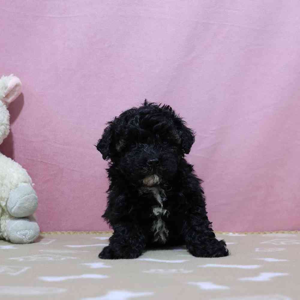 Female Mini Poodle Puppy for Sale in Millersburg, IN