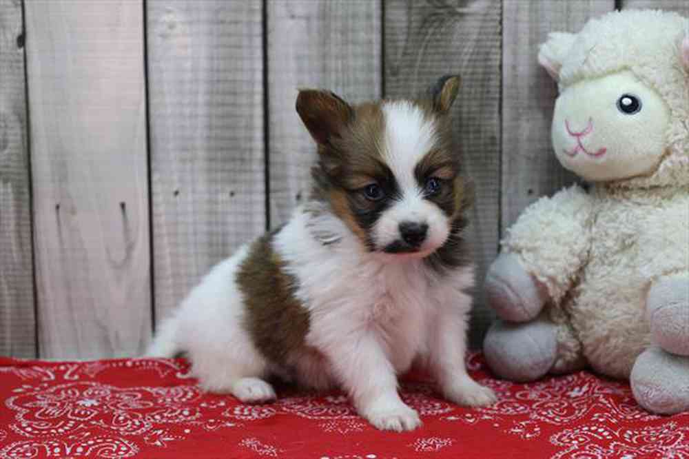 carousel pet images