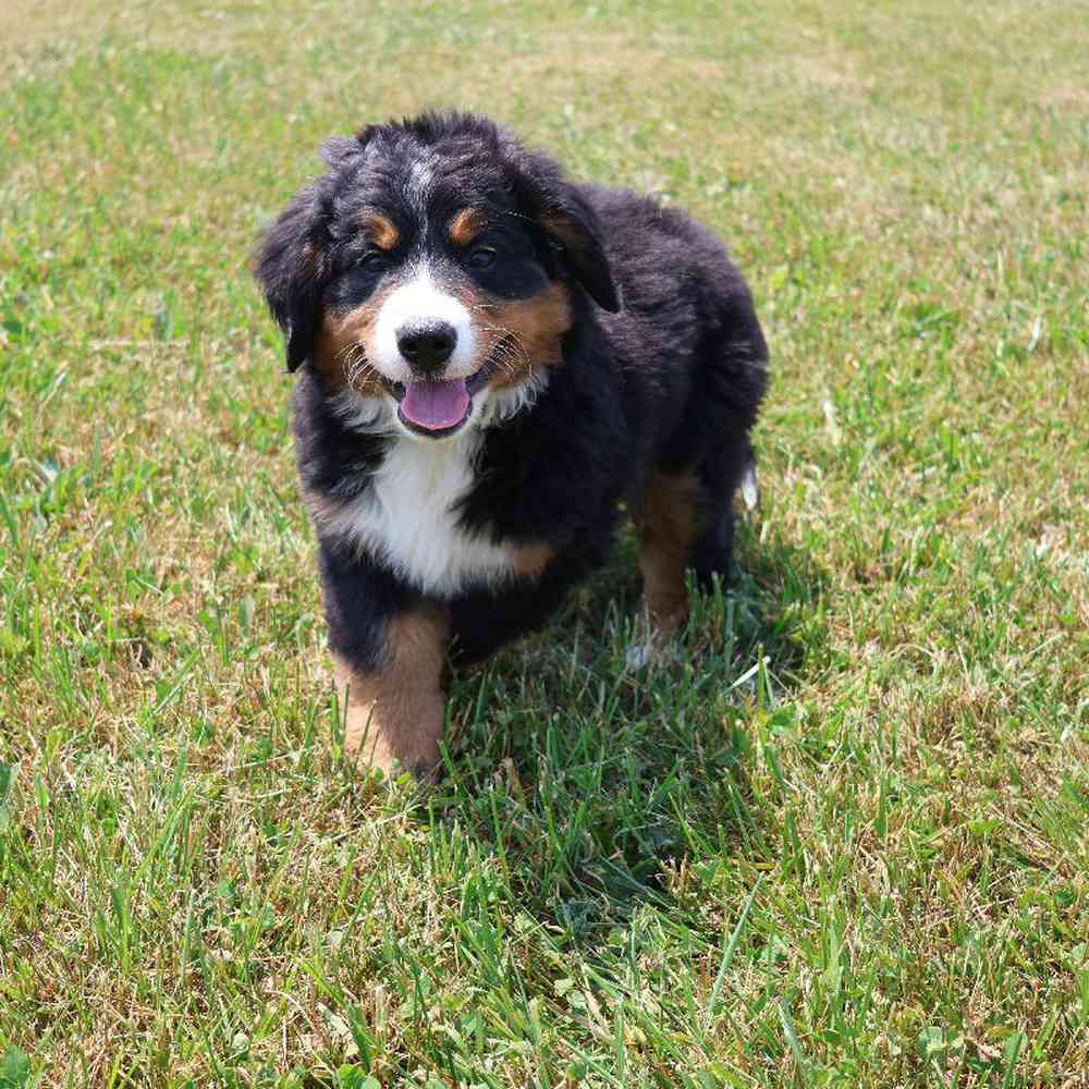 Female Bernese Mountain Dog Puppy for Sale in Millersburg, IN