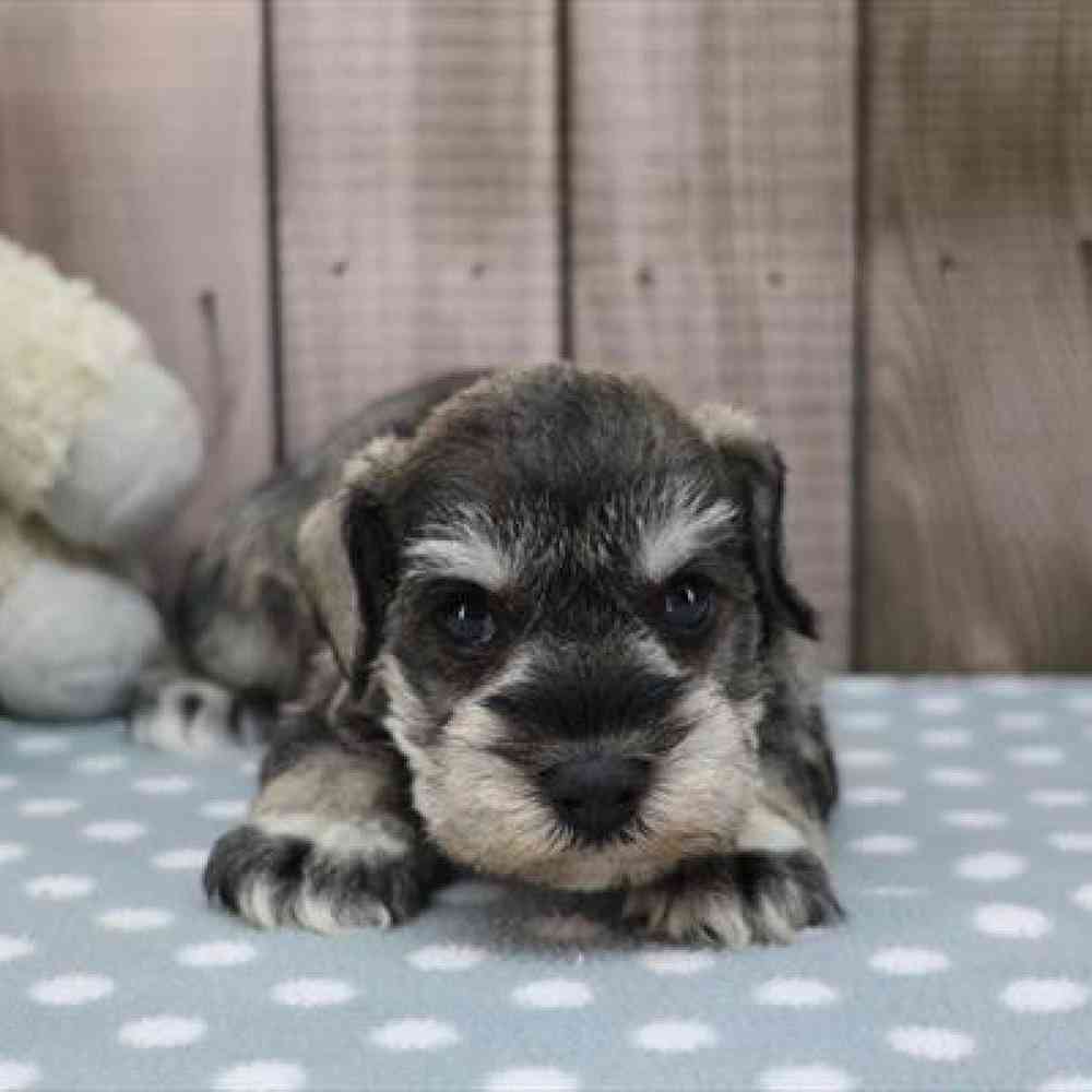 pet-img