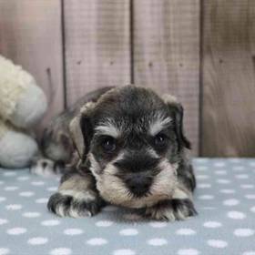 Mini Schnauzer