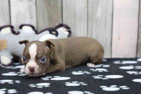 Boston Terrier