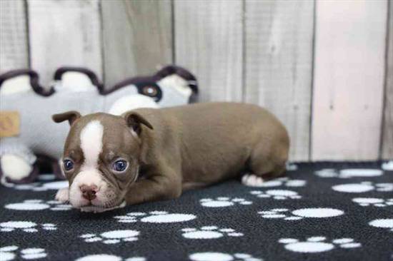 Boston Terrier