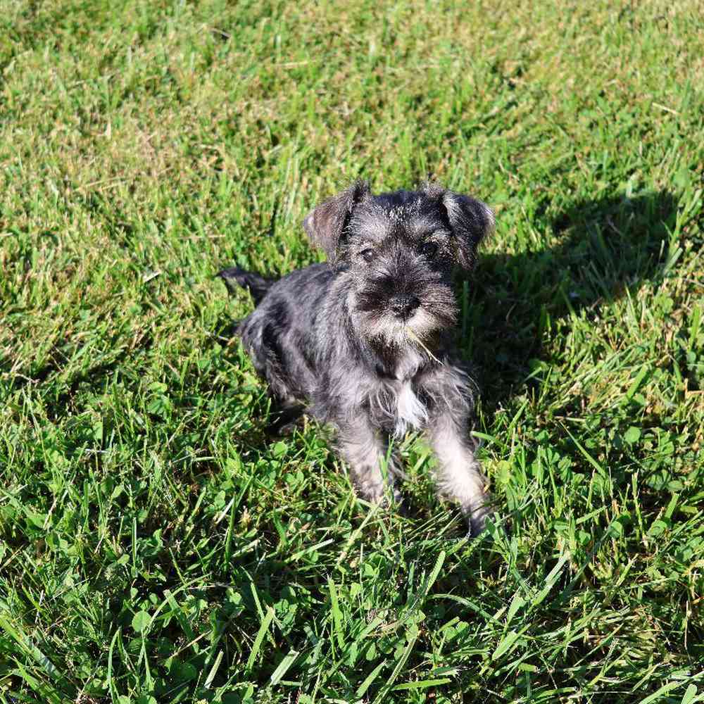 Male Mini Schnauzer Puppy for Sale in Millersburg, IN